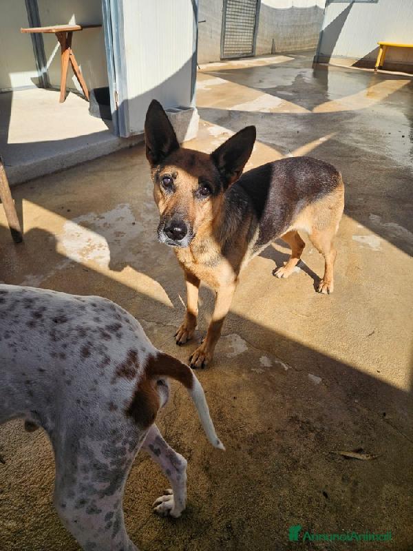 Gilda: amica di bimbi gatti e cani. Superdolce  Foto 5